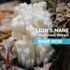 Lion's Mane Questions & Answers